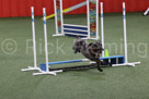Novice Standard